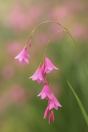 Dierama pulcherrimum – Anielska wędka