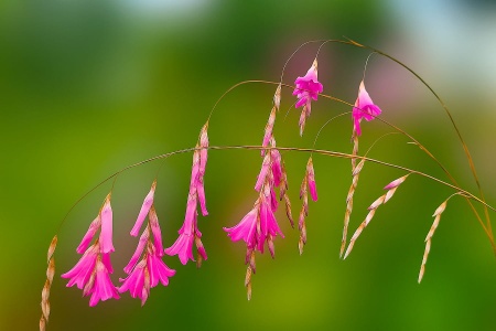 Dierama pulcherrimum – Anielska wędka. 2