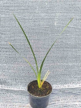 Dierama pulcherrimum – Anielska wędka. 3
