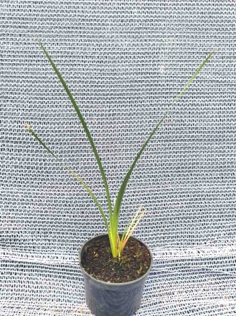 Dierama pulcherrimum – Anielska wędka. 3