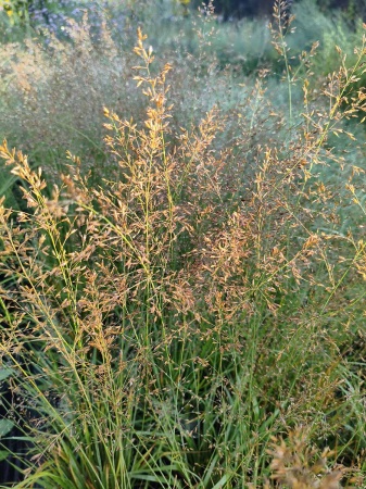 Trzęślica modra 'Banshee' PBR - Molinia caerulea 'Banshee'