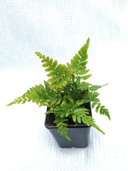 Nerecznica czerwonozawijkowa 'Prolifica' - Dryopteris erythrosora 'Prolifica'. 2