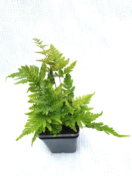 Nerecznica czerwonozawijkowa - Dryopteris erythrosora. 2