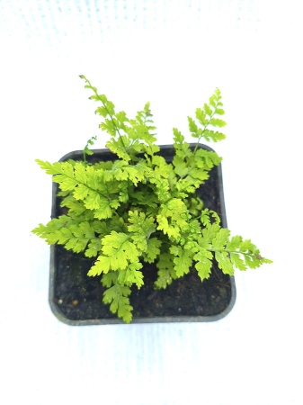 Nerecznica krótkoostna - Dryopteris carthusiana.jpg