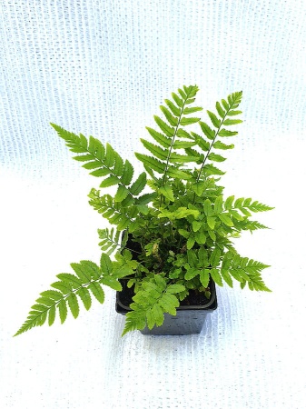 Nerecznica atrata - Dryopteris atrata.jpg