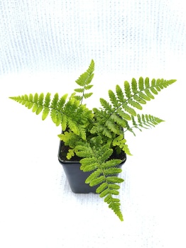 Nerecznica mocna 'Pinderi' - Dryopteris affinis 'Pinderi'. 3