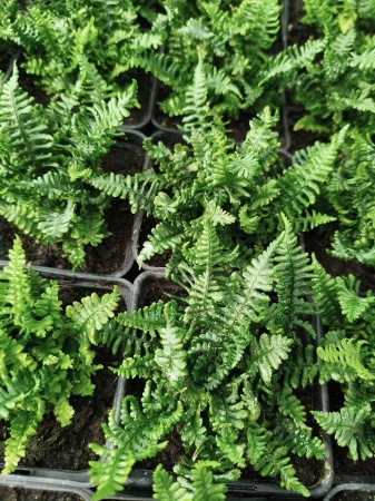 Nerecznica mocna 'Crispa Congesta' - Dryopteris affinis 'Crispa Congesta'. 1