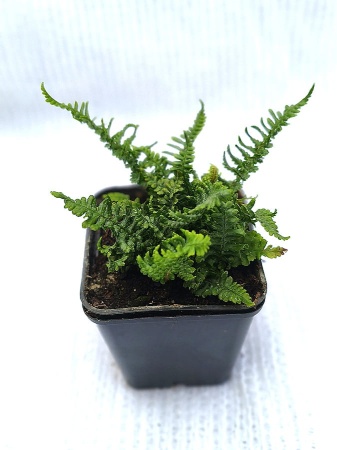 Nerecznica mocna 'Crispa Congesta' - Dryopteris affinis 'Crispa Congesta'.jpg