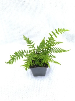 Diksonia południowa (paproć drzewiasta) - Dicksonia antarctica