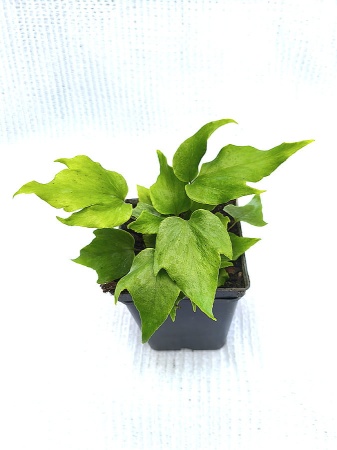 Paprotnik wielkolistny - Cyrtomium macrophyllum. 2