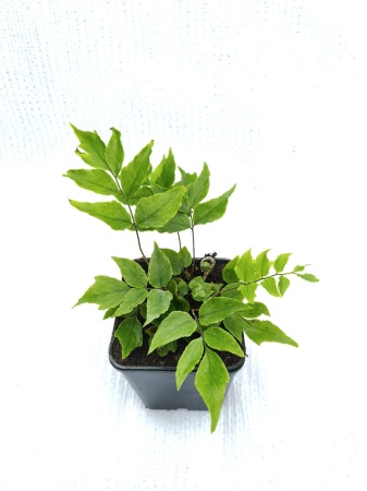 Paprotnik Fortune'a 'Clivicola' - Cyrtomium fortunei 'Clivicola'. 2