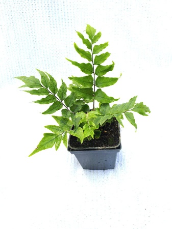 Paprotnik Fortune'a - Cyrtomium fortunei. 3