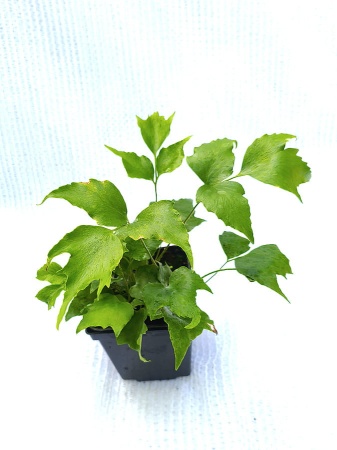 Paprotnik sierpowaty - Cyrtomium falcatum. 2