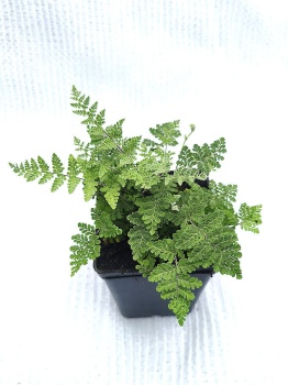 Cheilantes wełnisty - Cheilanthes lanosa. 3