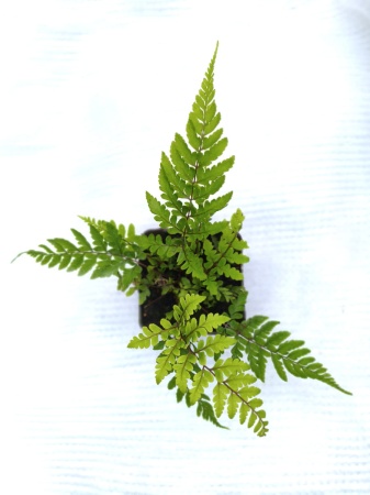 Wietlica uszkowata 'Okanum' - Athyrium otophorum 'Okanum'. 3