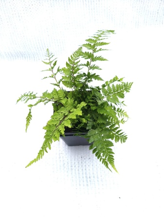 Wietlica japońska 'Red Beauty' - Athyrium niponicum 'Red Beauty'. 3