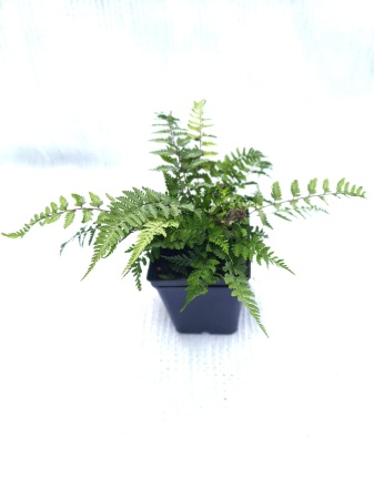 Wietlica japońska 'Metallicum' - Athyrium niponicum 'Metallicum'. 3
