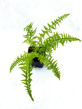 Wietlica samicza  'Victoriae'  - Athyrium filix-femina 'Victoriae'. 5