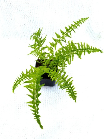 Wietlica samicza  'Victoriae'  - Athyrium filix-femina 'Victoriae'. 5
