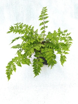 Wietlica samicza 'Vernoniae' - Athyrium filix-femina 'Vernoniae'