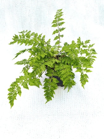 Wietlica samicza 'Vernoniae' - Athyrium filix-femina 'Vernoniae'