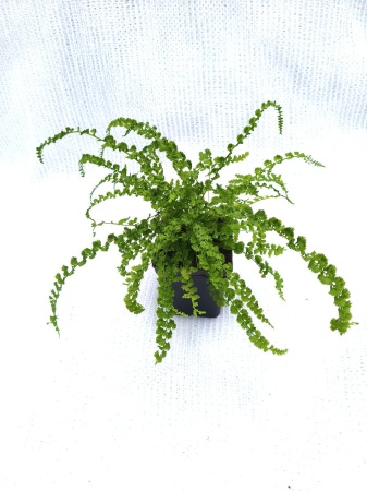 Wietlica samicza 'Frizelliae' - Athyrium filix femina 'Frizelliae'. 3