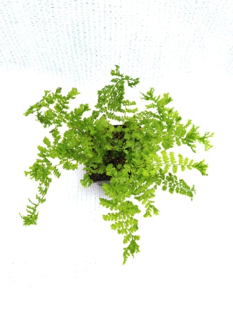 Wietlica samicza 'Rotstiel Grandiceps' -  Athyrium filix-femina 'Rotstiel Grandiceps'