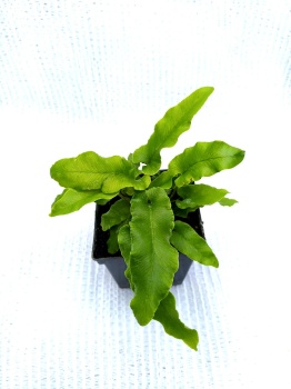 Języcznik zwyczajny 'Undulata' - Asplenium scolopendrium 'Undulata'