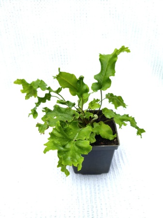 Języcznik zwyczajny 'Furcata' -  Asplenium scolopendrium 'Furcata'