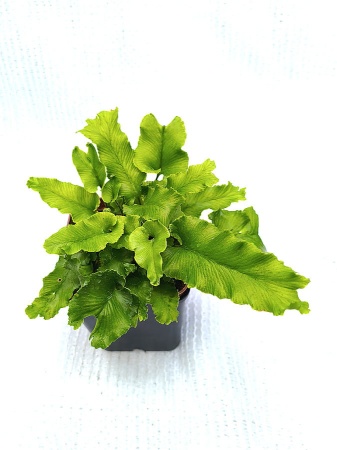 Języcznik zwyczajny 'Cristata' - Asplenium scolopendrium 'Cristata'