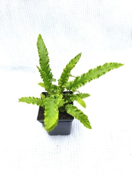 Języcznik zwyczajny - Asplenium scolopendrium 'Angustifolia'