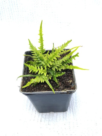 Zanokcica hebanowa - Asplenium ebenoides
