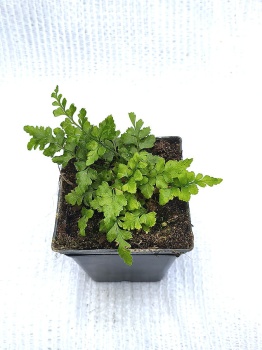 Zanokcica ciemna - Asplenium adiantum-nigrum