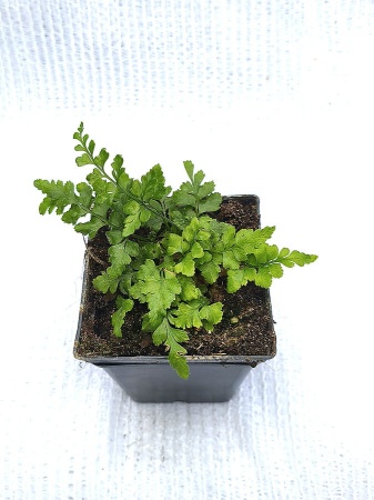 Zanokcica ciemna - Asplenium adiantum-nigrum