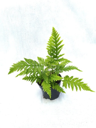 Wudwardia postrzępiona- Woodwardia fimbriata.jpg