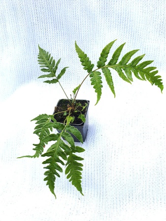 Wudwardia jednopąkowa - Woodwardia unigemmata