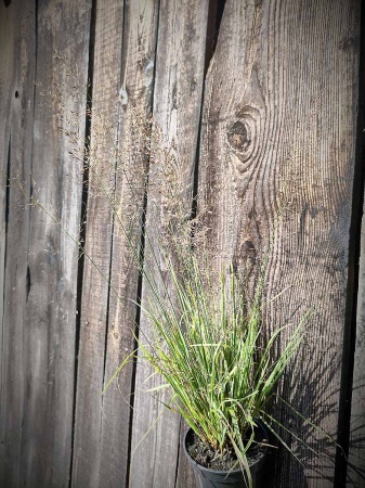 Trzęślica modra 'Banshee' PBR - Molinia caerulea 'Banshee'