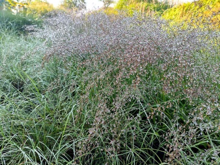 Trzęślica modra 'Banshee' PBR - Molinia caerulea 'Banshee'