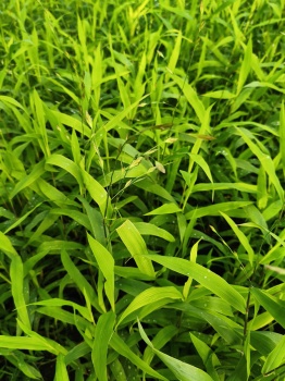 Obiedka szerokolistna - Chasmanthium latifolium.2