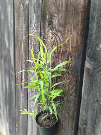 Obiedka szerokolistna - Chasmanthium latifolium.3