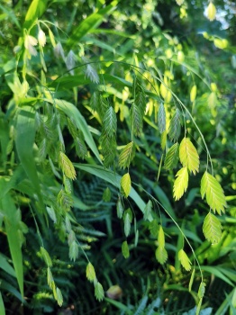Obiedka szerokolistna - Chasmanthium latifolium
