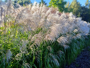 Miskant chiński 'Memory' - Miscanthus sinensis 'Memory' - trawa ozdobna
