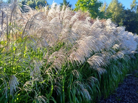 Miskant chiński 'Memory' - Miscanthus sinensis 'Memory' - trawa ozdobna