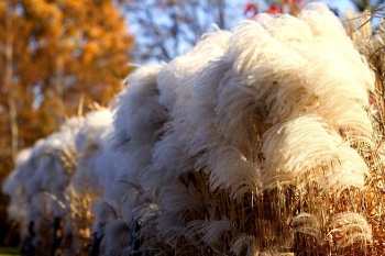 Miskant chiński 'Memory' - Miscanthus sinensis 'Memory'
