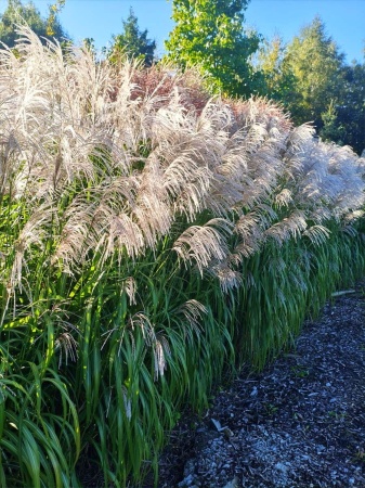 Miskant chiński 'Memory' - Miscanthus sinensis 'Memory'
