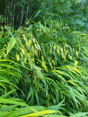 Obiedka szerokolistna - Chasmanthium latifolium 5.jpg