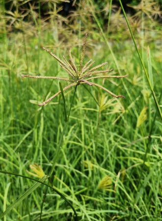 Trawa wiatrakowa - Chloris × subdolichostachya