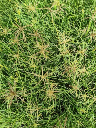 Trawa wiatrakowa - Chloris × subdolichostachya. 2