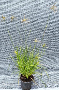 Trawa wiatrakowa - Chloris × subdolichostachya. 3