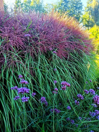 Miskant chiński ‘Polonus’ - Miscanthus sinensis ‘Polonus’